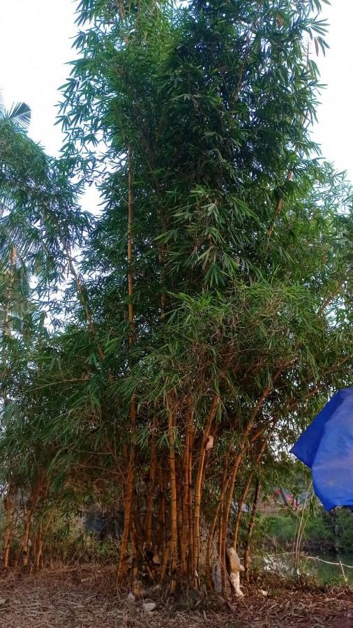 Narayanalayam-Vintage Retreat-Homestay & Rest'Inn كانور المظهر الخارجي الصورة